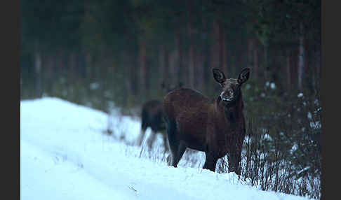 Elch (Alces alces)