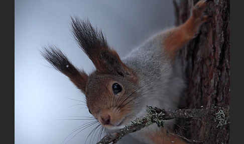 Eichhörnchen (Sciurus vulgaris)