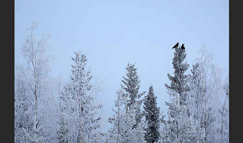 Kolkrabe (Corvus corax)