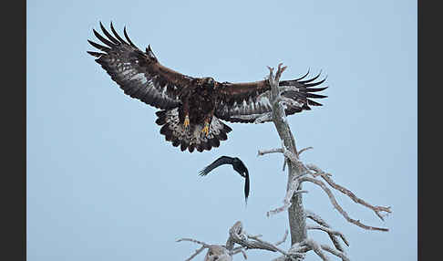 Steinadler (Aquila chrysaetos)