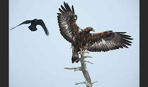 Steinadler (Aquila chrysaetos)