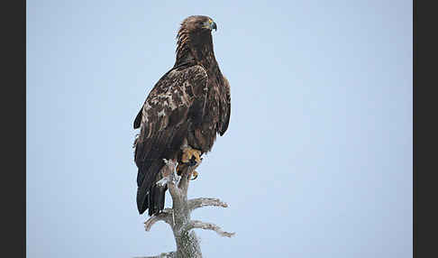 Steinadler (Aquila chrysaetos)