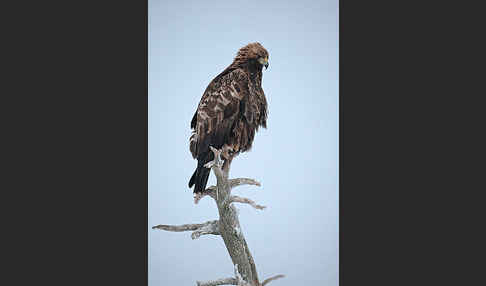 Steinadler (Aquila chrysaetos)