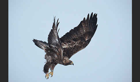 Steinadler (Aquila chrysaetos)