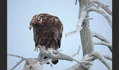 Steinadler (Aquila chrysaetos)