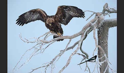 Steinadler (Aquila chrysaetos)