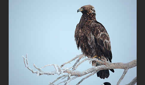 Steinadler (Aquila chrysaetos)