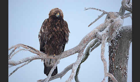 Steinadler (Aquila chrysaetos)