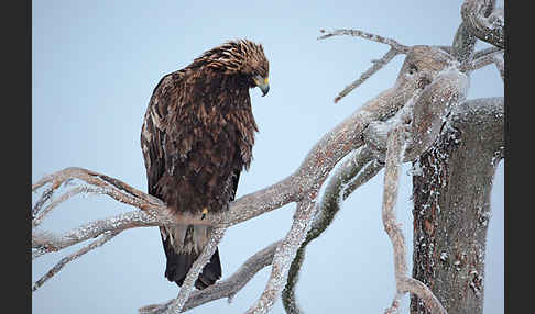 Steinadler (Aquila chrysaetos)