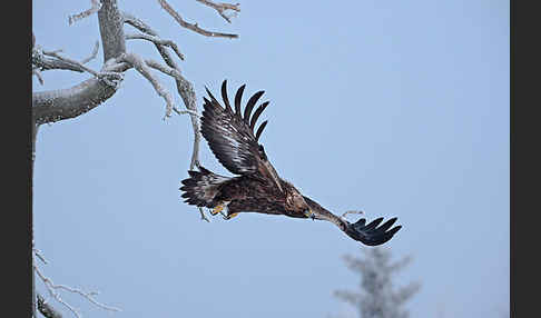 Steinadler (Aquila chrysaetos)