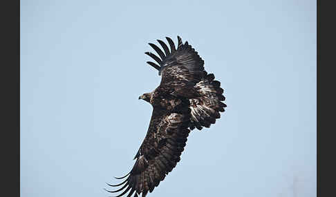 Steinadler (Aquila chrysaetos)