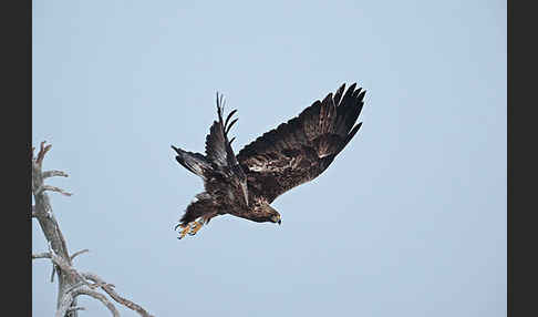 Steinadler (Aquila chrysaetos)