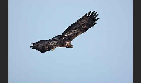 Steinadler (Aquila chrysaetos)