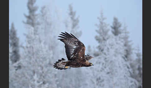 Steinadler (Aquila chrysaetos)