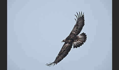 Steinadler (Aquila chrysaetos)