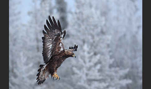 Steinadler (Aquila chrysaetos)