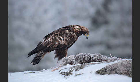 Steinadler (Aquila chrysaetos)