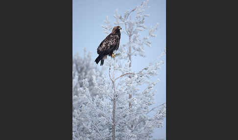 Steinadler (Aquila chrysaetos)