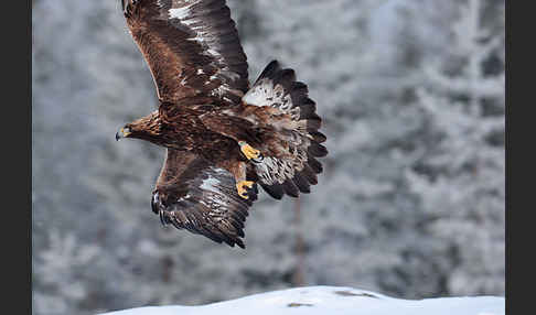 Steinadler (Aquila chrysaetos)