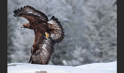 Steinadler (Aquila chrysaetos)