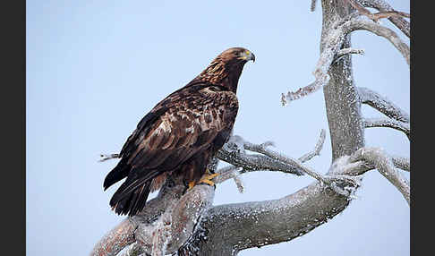 Steinadler (Aquila chrysaetos)