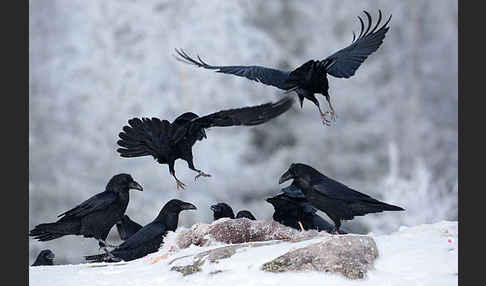 Kolkrabe (Corvus corax)