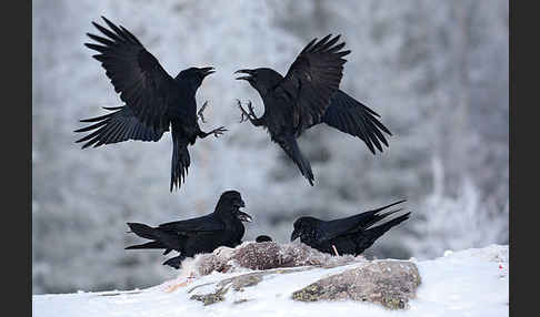 Kolkrabe (Corvus corax)