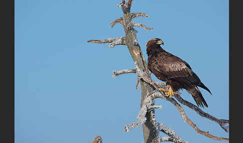 Steinadler (Aquila chrysaetos)