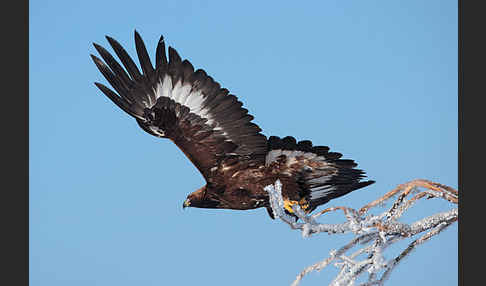 Steinadler (Aquila chrysaetos)