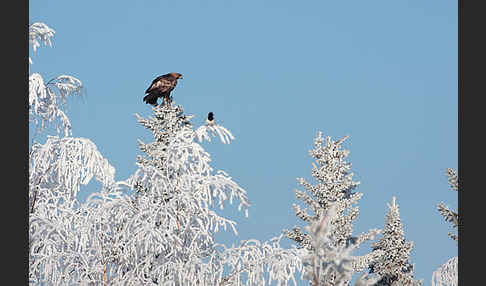 Steinadler (Aquila chrysaetos)