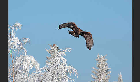 Steinadler (Aquila chrysaetos)