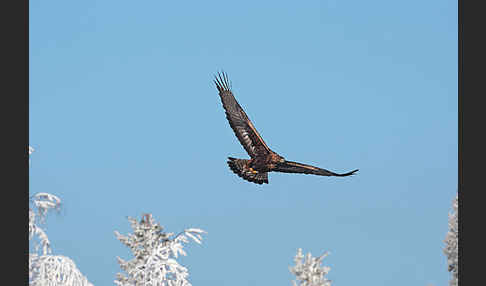 Steinadler (Aquila chrysaetos)