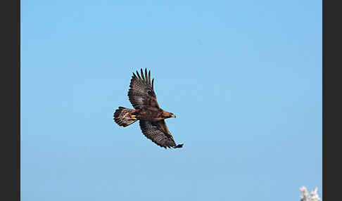 Steinadler (Aquila chrysaetos)