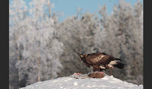 Steinadler (Aquila chrysaetos)