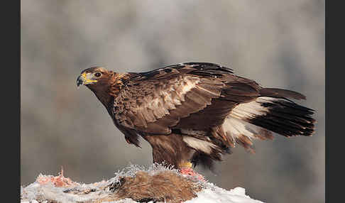 Steinadler (Aquila chrysaetos)