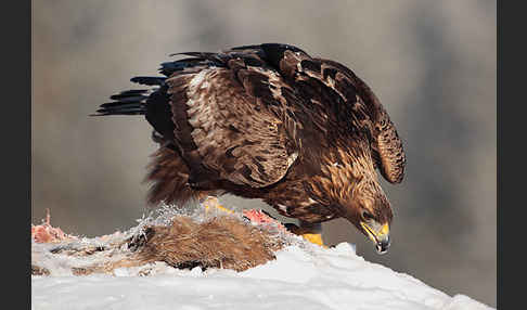 Steinadler (Aquila chrysaetos)