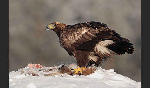 Steinadler (Aquila chrysaetos)