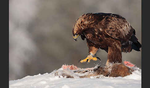 Steinadler (Aquila chrysaetos)