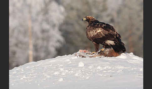 Steinadler (Aquila chrysaetos)