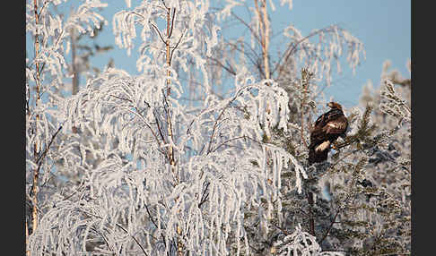 Steinadler (Aquila chrysaetos)