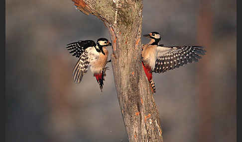 Buntspecht (Dendrocopos major)