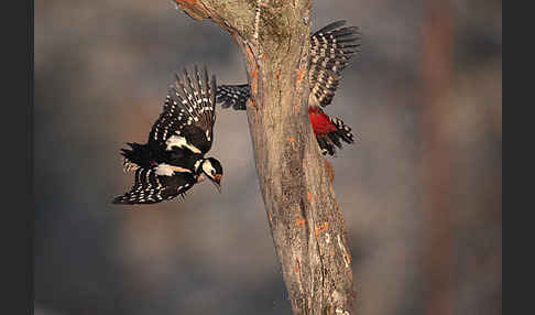 Buntspecht (Dendrocopos major)