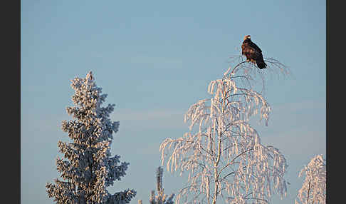 Steinadler (Aquila chrysaetos)