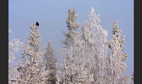 Kolkrabe (Corvus corax)