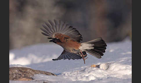 Eichelhäher (Garrulus glandarius)