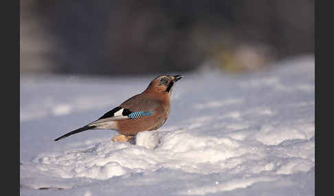 Eichelhäher (Garrulus glandarius)