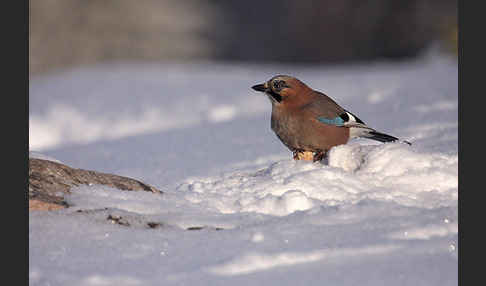 Eichelhäher (Garrulus glandarius)