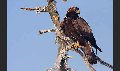 Steinadler (Aquila chrysaetos)