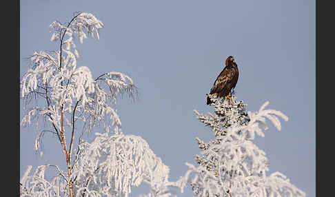 Steinadler (Aquila chrysaetos)