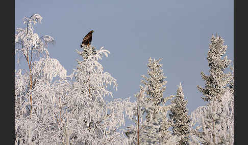 Steinadler (Aquila chrysaetos)